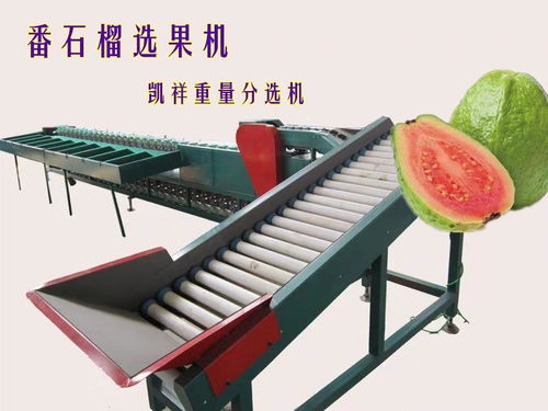 連云港西紅柿選果機(jī)